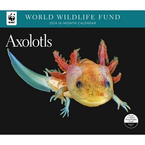 Axolotls 2024 Calendar