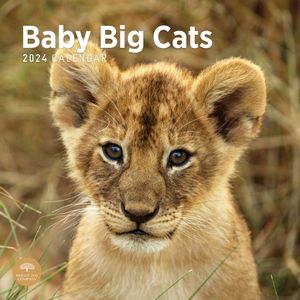 Baby Big Cats 2024 Calendar