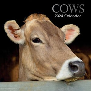 Cows 2024 Calendar