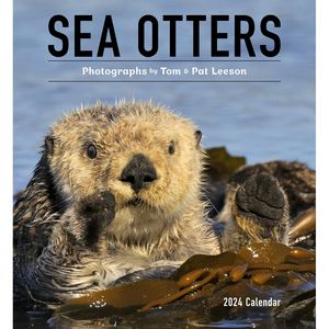 Sea Otters 2024 Wall Calendar