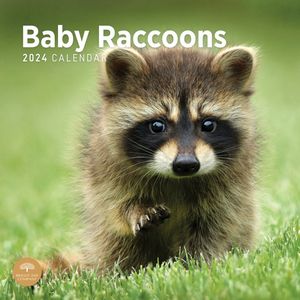 Baby Raccoons 2024 Wall Calendar