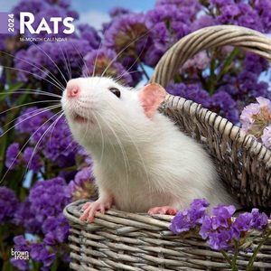 Rats 2024 Calendar