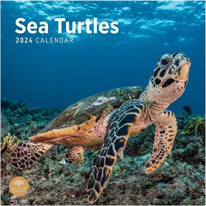 Sea Turtles 2024 Calendar