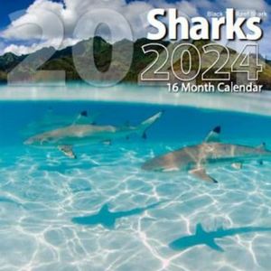Sharks 2024 Calendar
