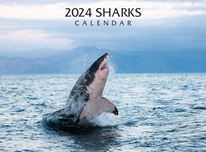 Sharks 2024 Calendar