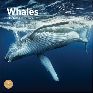 Whales 2024 Wall Calendar