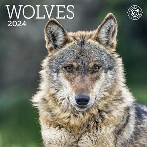 Wolves 2024 Calendar