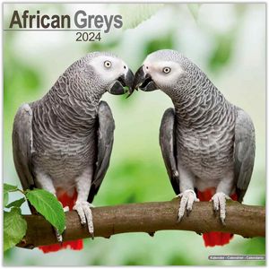 African Greys 2024 Wall Calendar