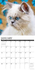 Himalayan Cats 2024 Calendar