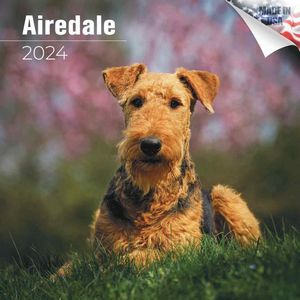 Airedale Terrier 2024 Calendar