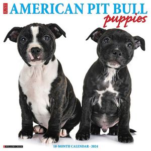 American Pit Bull 2024 Calendars