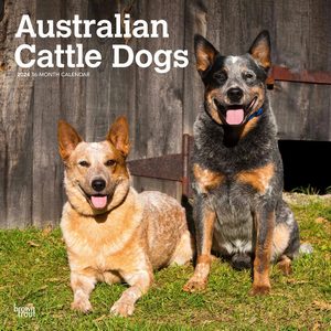 Australian Cattle Dogs 2024 Calendar
