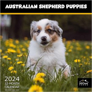 Australian Shepherd Puppies 2024 Calendar