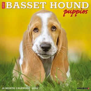 Basset Hounds 2024 Calendars