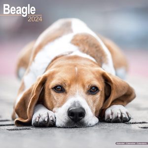 Beagles 2024 Calendars