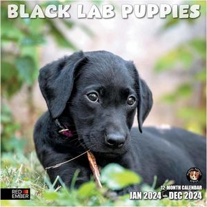 Black Lab Puppies 2024 Calendar