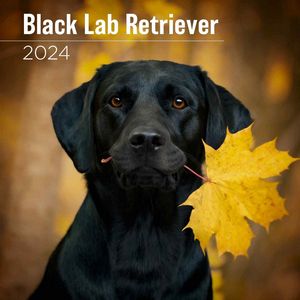 Black Lab Retriever 2024 Calendar