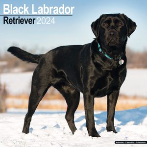 Black Labrador 2024 Calendar