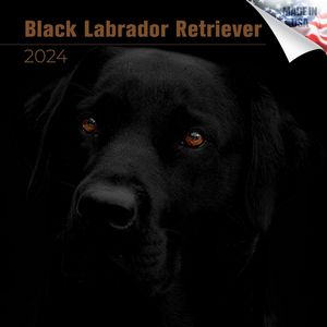 Black Labrador Retriever 2024 Calendar