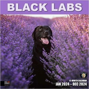 Black Labs 2024 Calendar