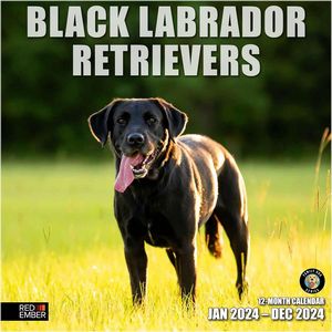 Black Labrador Retrievers 2024 Calendar