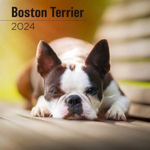 Boston Terrier 2024 Wall Calendar