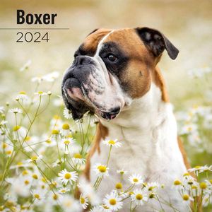 Boxer 2024 Wall Calendar