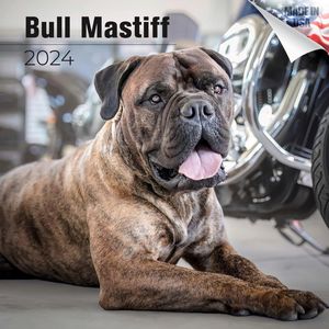 Bull Mastiff 2024 Calendar