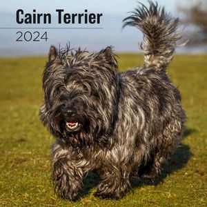 Cairn Terrier 2024 Wall Calendar