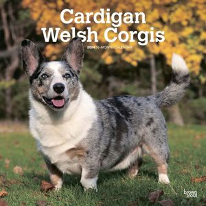 Cardigan Welsh Terrier 2024 Calendar