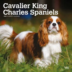 Cavalier King Charles Spaniels 2024 Calendar