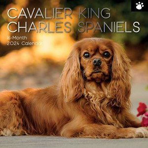 Cavalier King Charles Spaniel 2024 Calendars