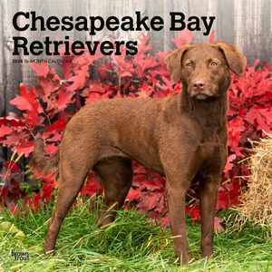 Chesapeake Bay Retrievers 2024 calendar