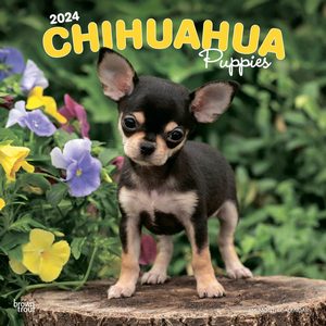 Chihuahua Puppies 2024 Calendar | Dog-Calendars.com