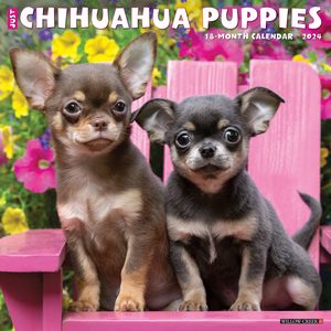 Chihuahua Puppies 2024 Calendar | Dog-Calendars.com