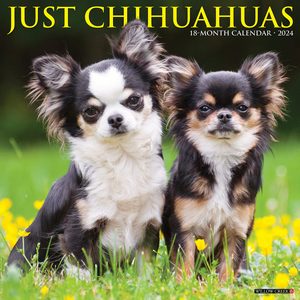 Just Chihuahuas 2024 Calendar