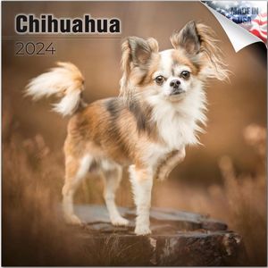 Chihuahuas 2024 Wall Calendar