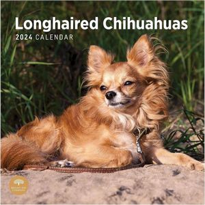 Longhaired Chihuahuas 2024 Wall Calendar
