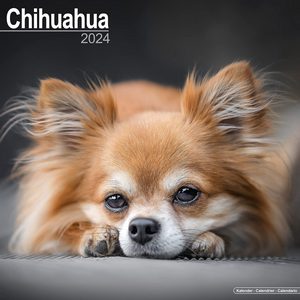 Chihuahuas 2024 Calendar
