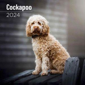 Cockapoo 2024 Calendar