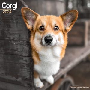 Corgi Puppies 2024 Calendar