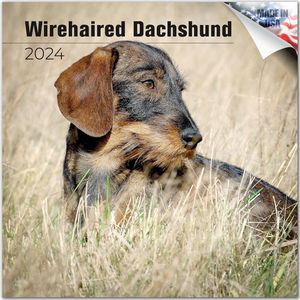 Wirehaired Dachshund 2024 Calendar