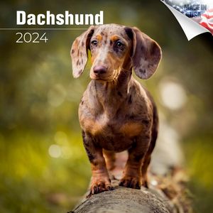 Dachshund 2024 Calendar