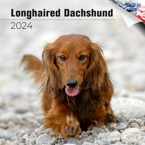 Longhaired Dachshund 2024 Calendar
