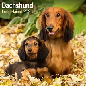 Long Haired Dachshund 2024 Calendar