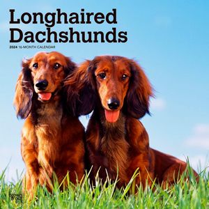 Longhaired Dachshunds 2024 Calendar