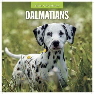 Dalmatians 2024 Calendar