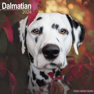 Dalmatian 2024 Calendar