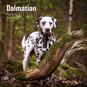 Dalmatian 2024 Calendar