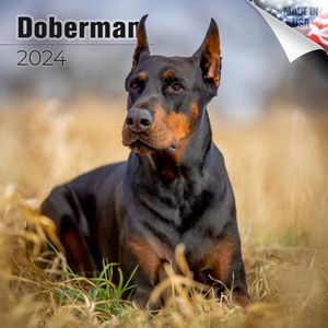 Doberman 2024 Calendar